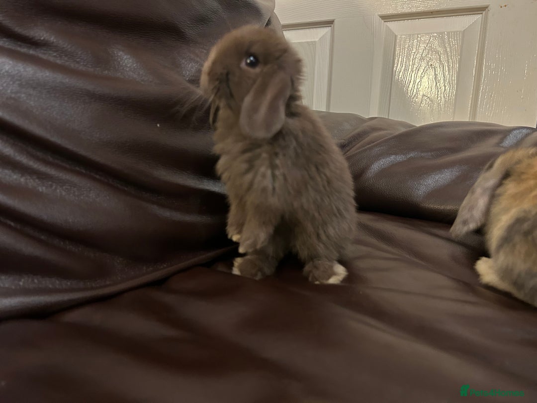 Mini Lop rabbits for sale: Lovely baby minilops for sale  - Image 22
