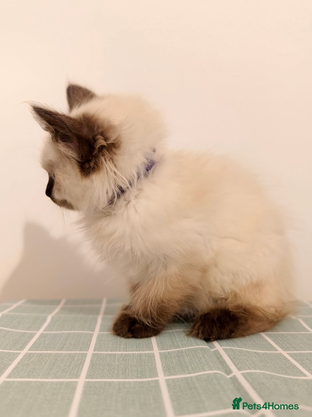 Ragdoll cats for sale: Beautiful Seal Point Ragdoll Kittens – for sale - Advert 12