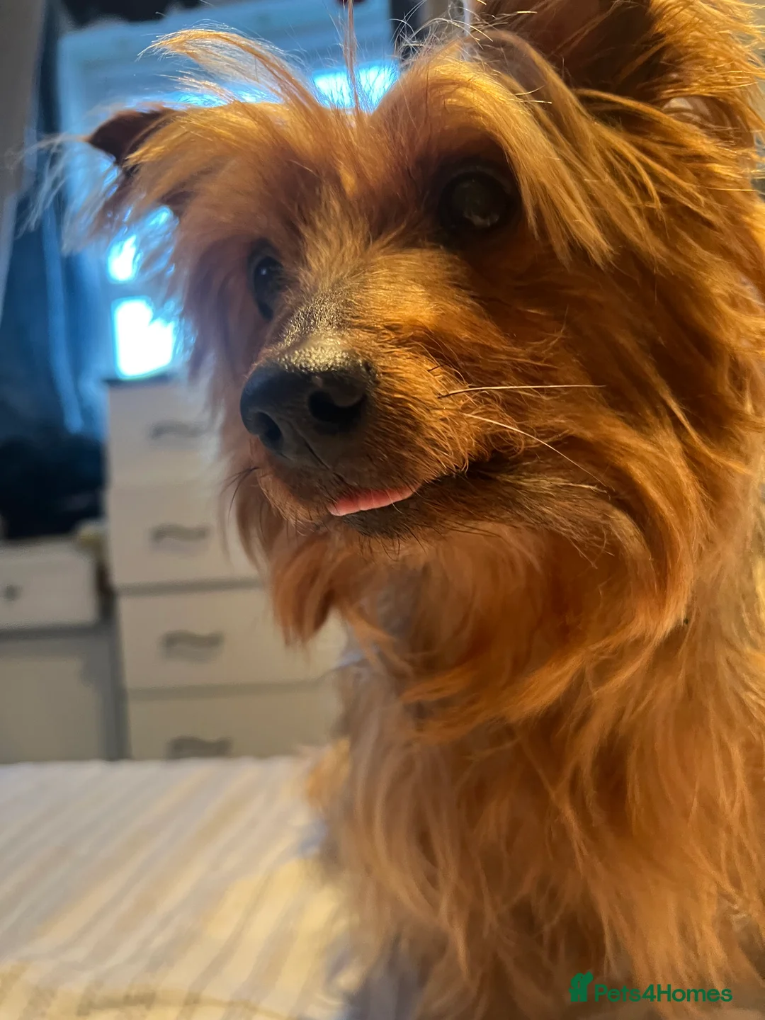 Yorkshire Terrier dogs for stud: Handsome Yorkie Buddy Available for Stud - Advert 4