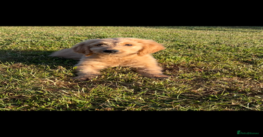 Goldendoodle dogs in Wooburn Green - Advert 2