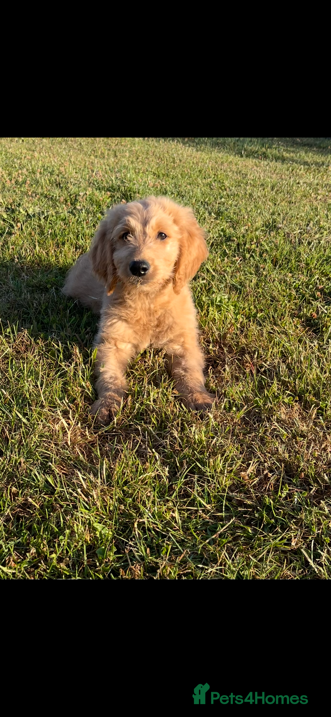 Goldendoodle dogs for sale: One little boy available F1 he’s chilled in Wooburn Green - Image 2