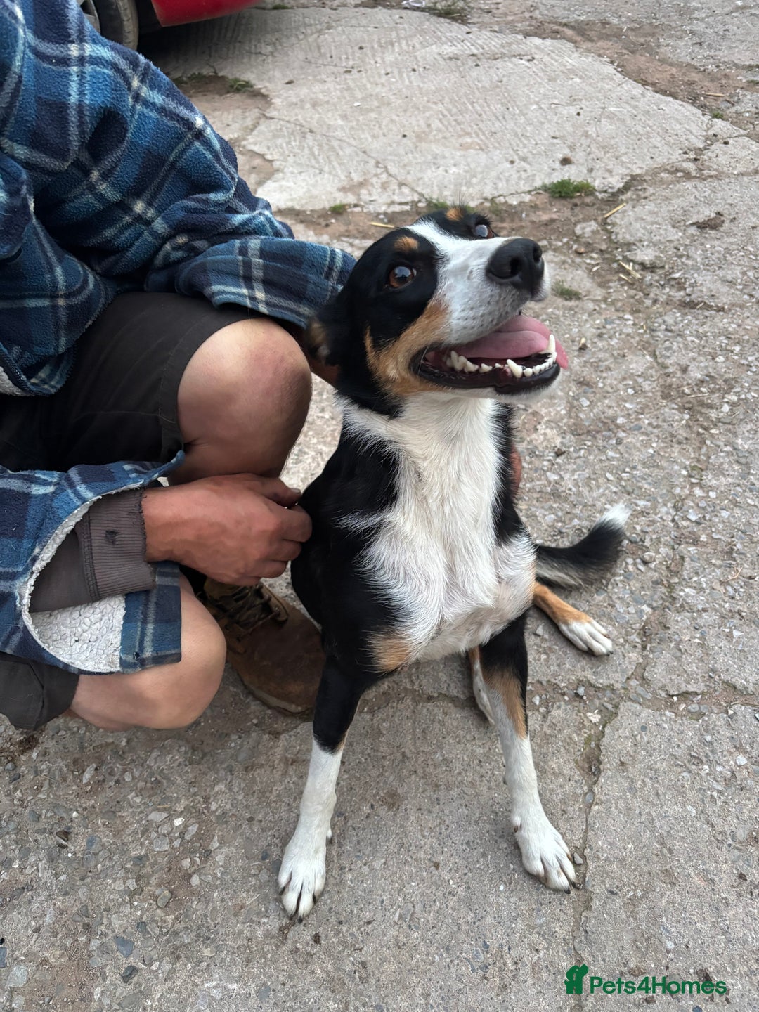 Mixed Breed dogs for sale: 6 collie cross kelpie pups  - Image 9
