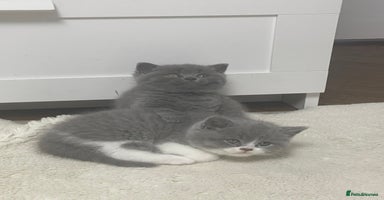 British Shorthair cats - Advert 3