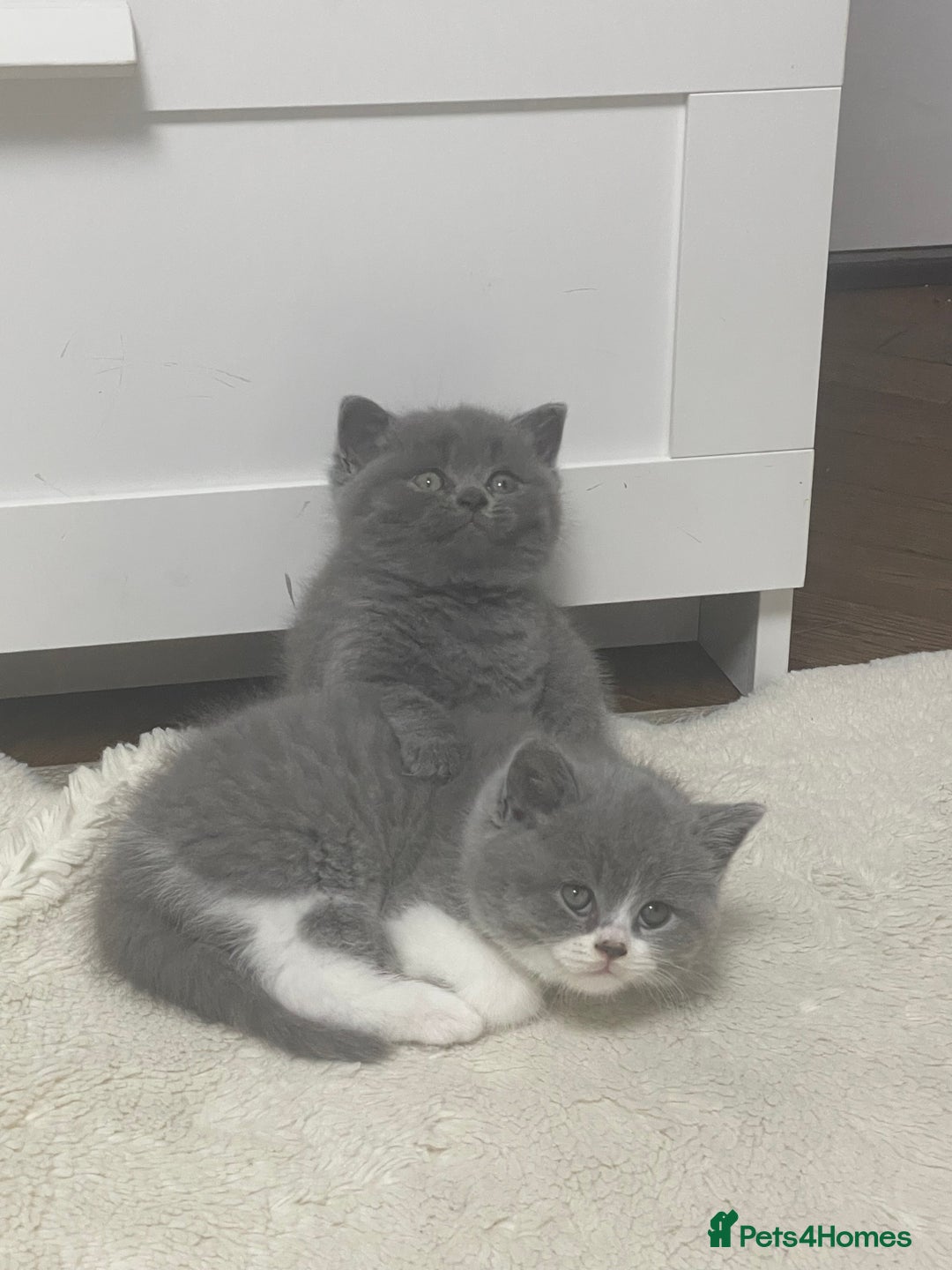 British Shorthair cats for sale: GCCF Adorable British Shorthair Companions - Advert 8