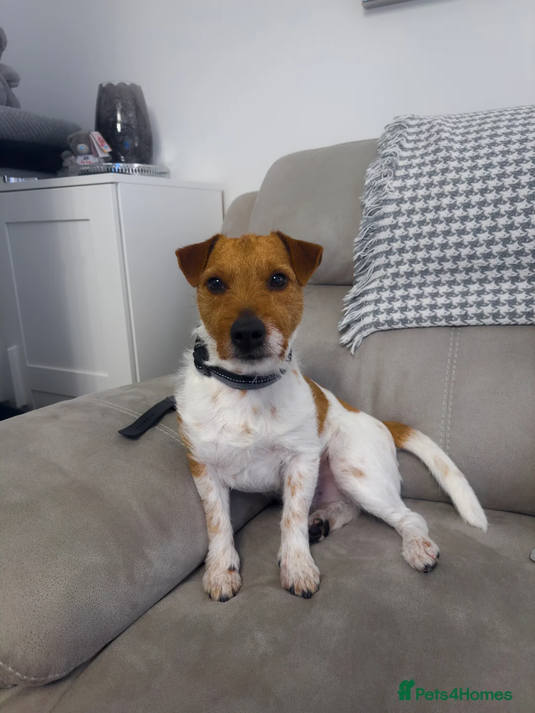 Mixed Breed dogs for sale: Bailey – 4 YO Jack Russell x Lakeland Terrier in Buckley - Advert 1