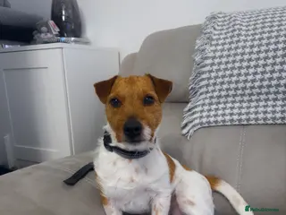 Mixed Breed dogs Bailey – 4 YO Jack Russell x Lakeland Terrier in Buckley - Advert 1