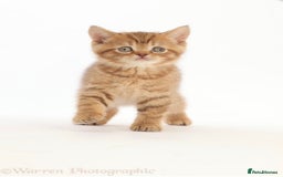 British Shorthair cats for sale: Stunning British shorthair - Image 18