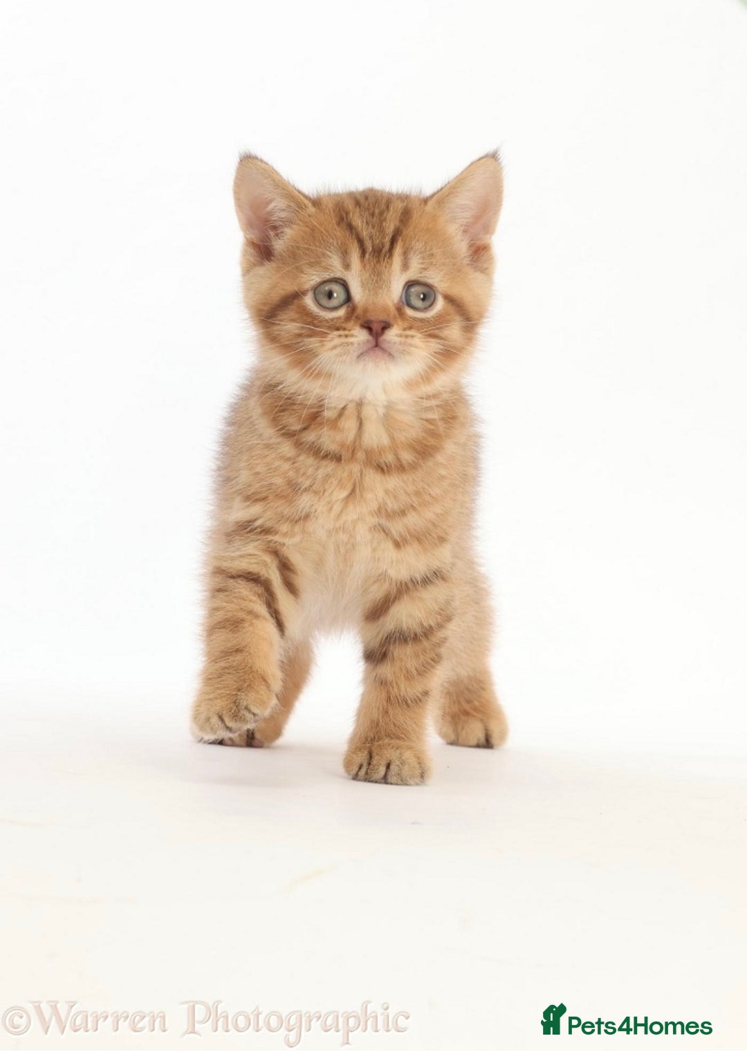 British Shorthair cats for sale: Stunning British shorthair - Image 18