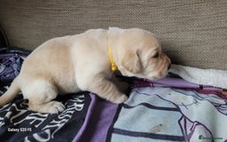 Labrador Retriever dogs for sale: 6 beautiful Labrador (all reserved)  - Advert 11