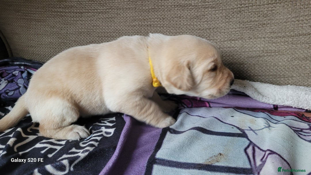 Labrador Retriever dogs for sale: 6 beautiful Labrador (all reserved)  - Advert 11