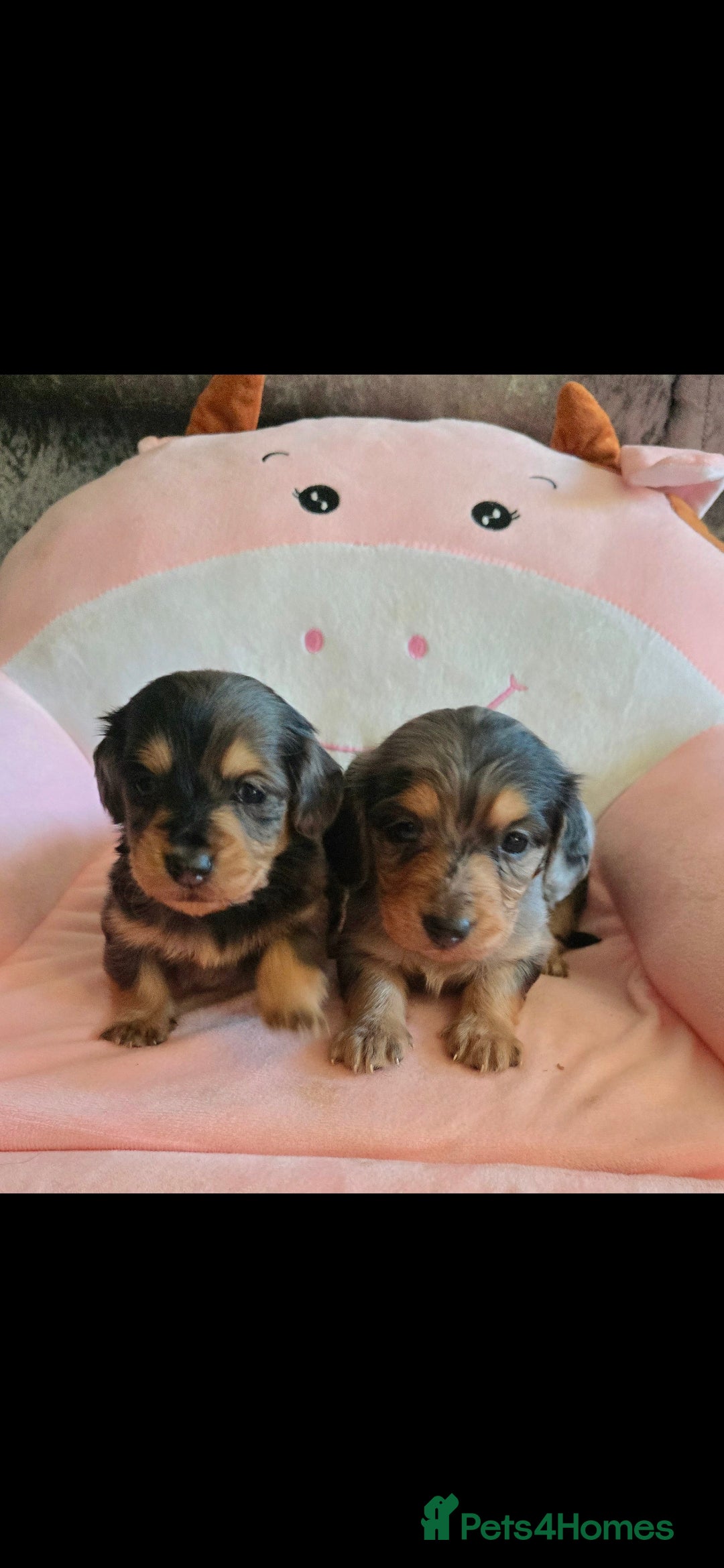 Dachshund dogs 3/4 dashound 1/4 poodle - Advert 1