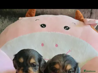 Dachshund dogs 3/4 dashound 1/4 poodle - Advert 1