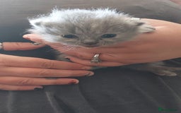 British Shorthair cats for sale:  ✨️ Joyful British Shorthair Kittens ✨️ - Image 9