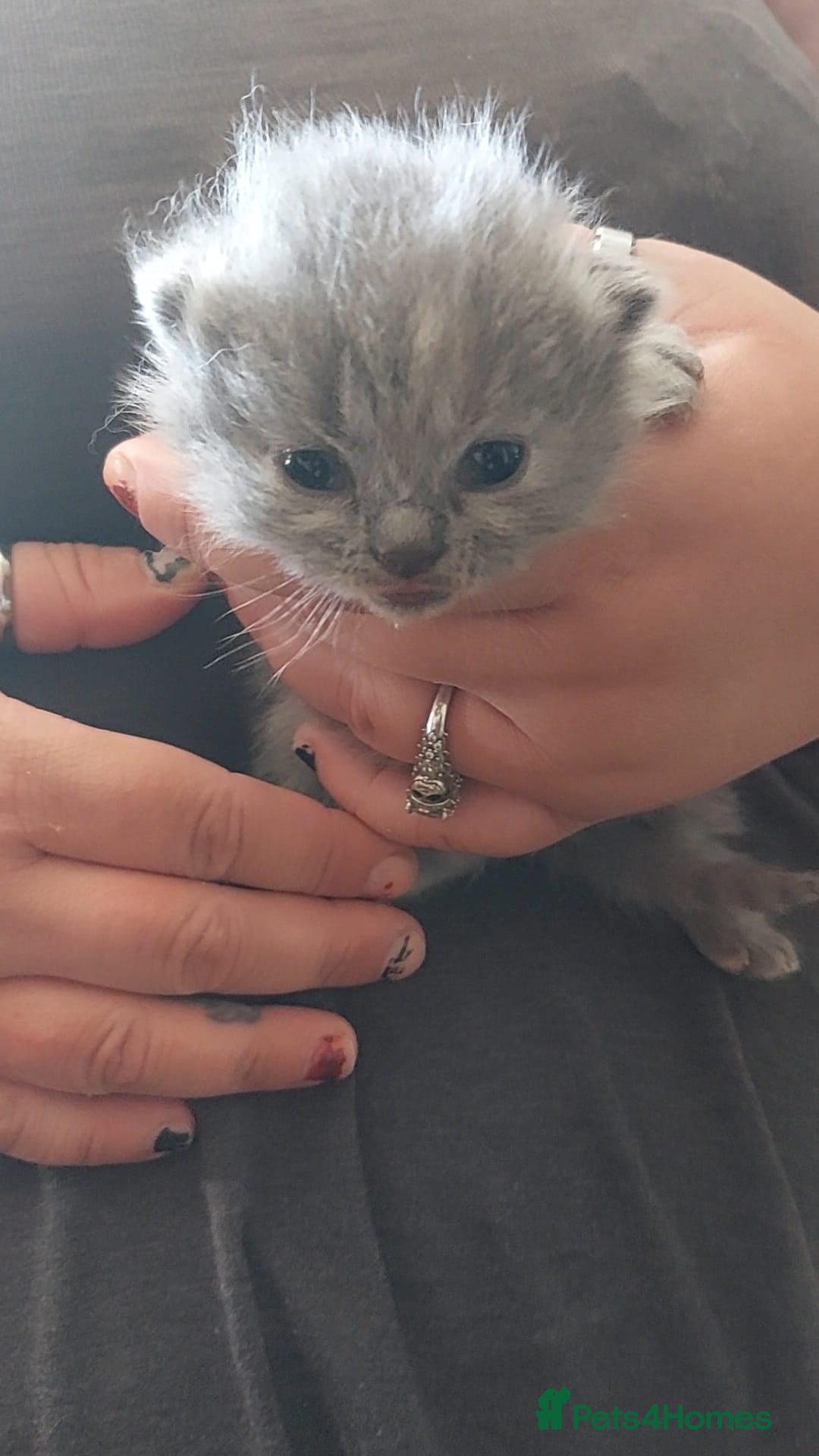British Shorthair cats for sale:  ✨️ Joyful British Shorthair Kittens ✨️ - Image 9
