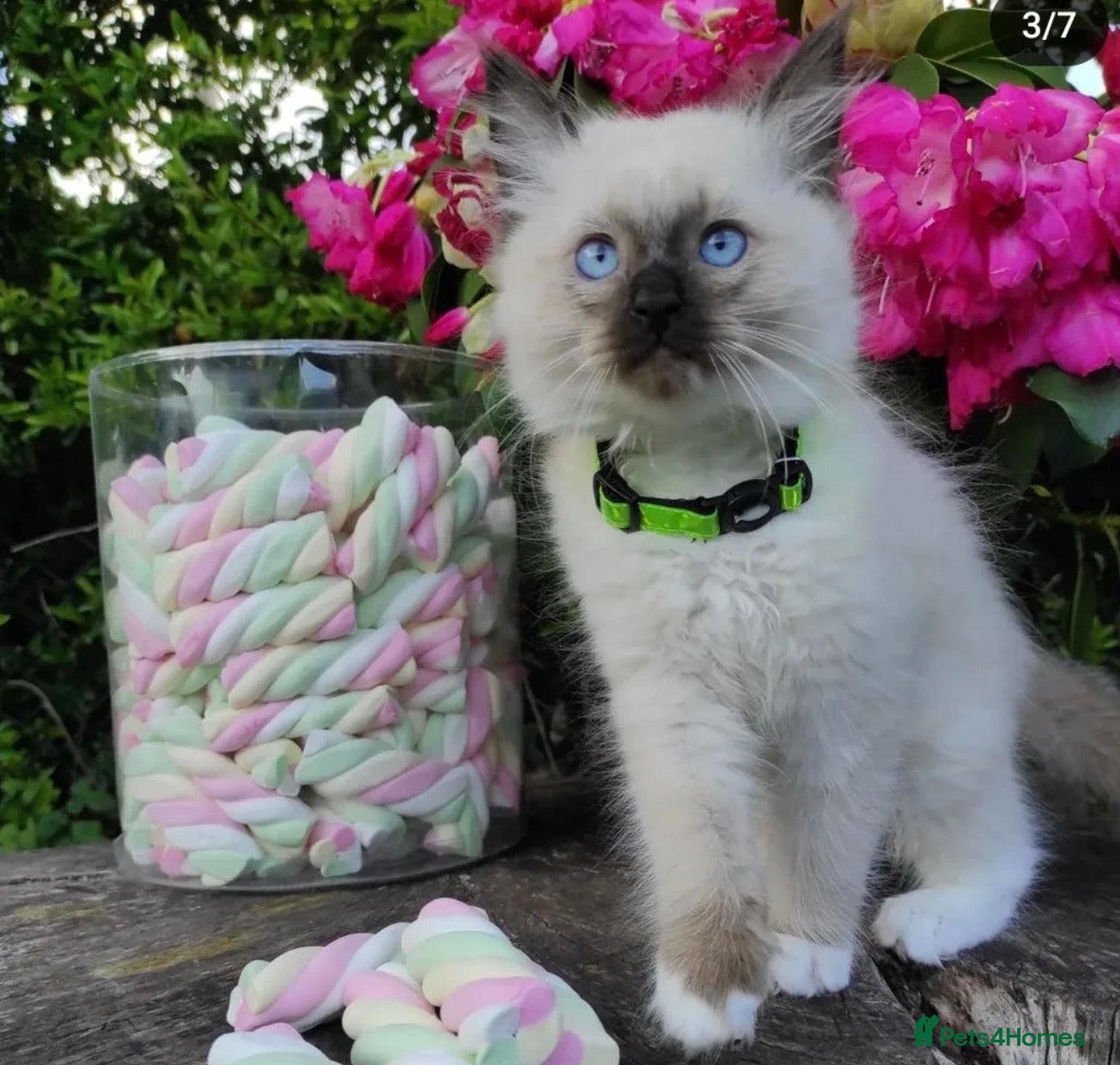 Ragdoll cats Ragdoll Kittens  - Advert 2
