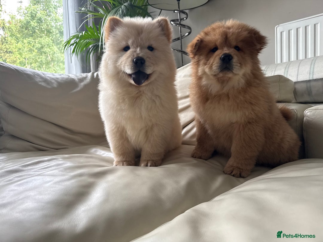 Chow Chow dogs for sale: Chow chow last 1 red female in picture  - Image 4