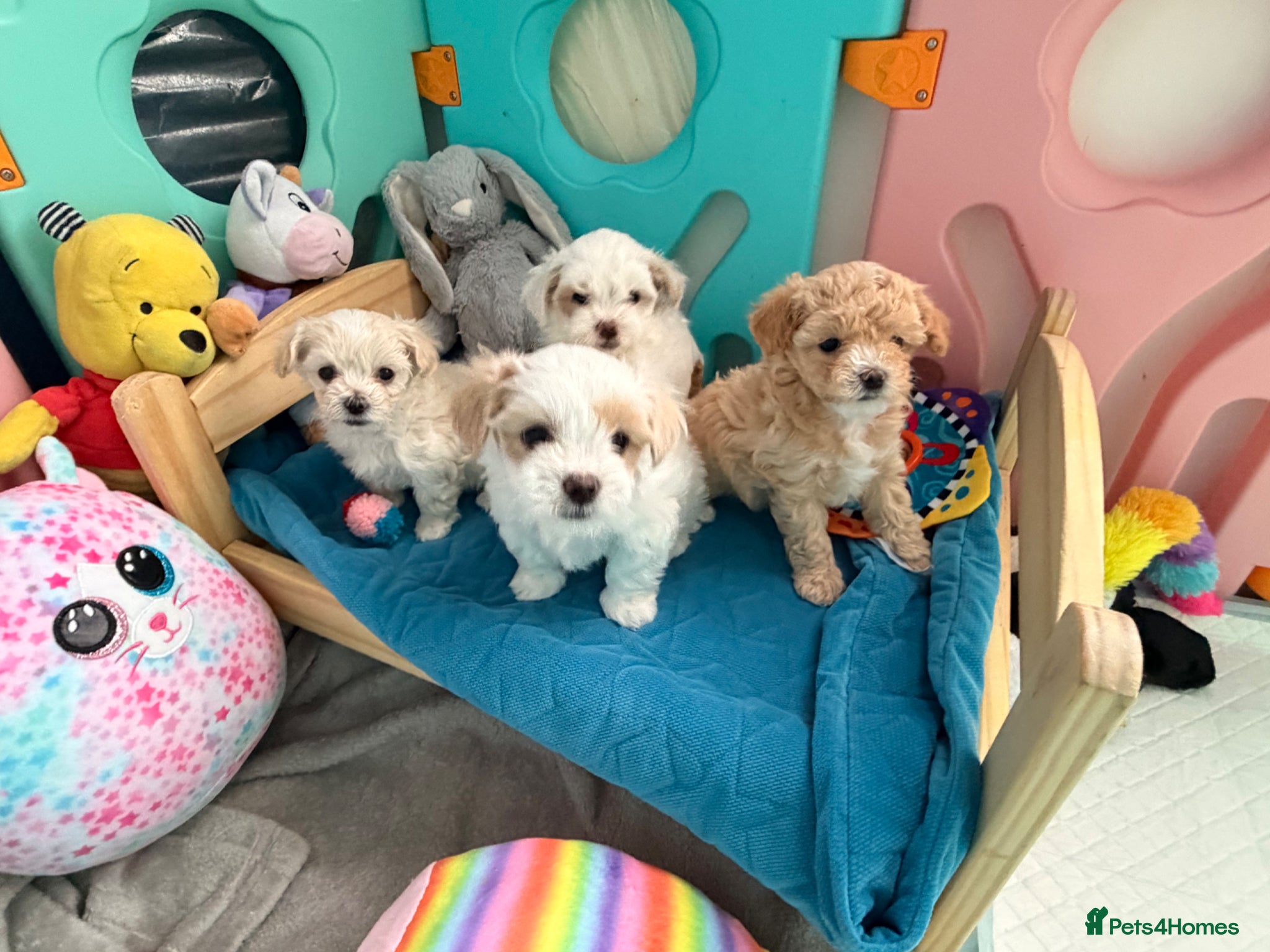 Maltipoo dogs ❌❌S  Gorgeous maltipoo F2 🐶🐶🐶🐶🐶 - Advert 1