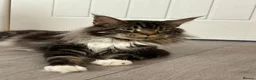 Maine Coon cats for sale: Xl Maine coon kittens health tested parents Tica R - Advert 13
