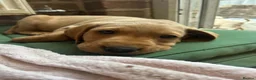 Labrador Retriever dogs for sale: Stunning Labrador puppies for sale - Advert 2