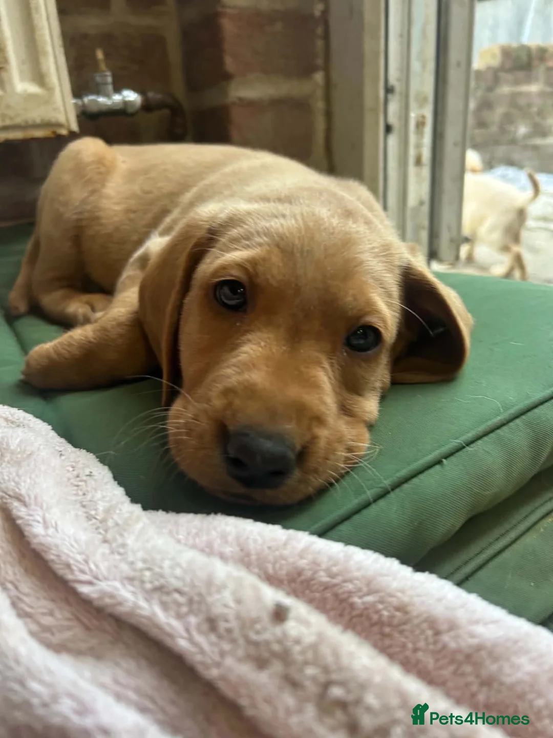 Labrador Retriever dogs for sale: Stunning Labrador puppies for sale - Advert 2