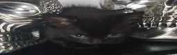 Mixed Breed cats for sale: Forever homes required in Gravesend - Advert 4