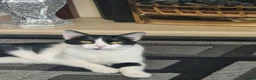 Mixed Breed cats for sale: Two female indoor cats Daisy and Tiggie - Advert 4