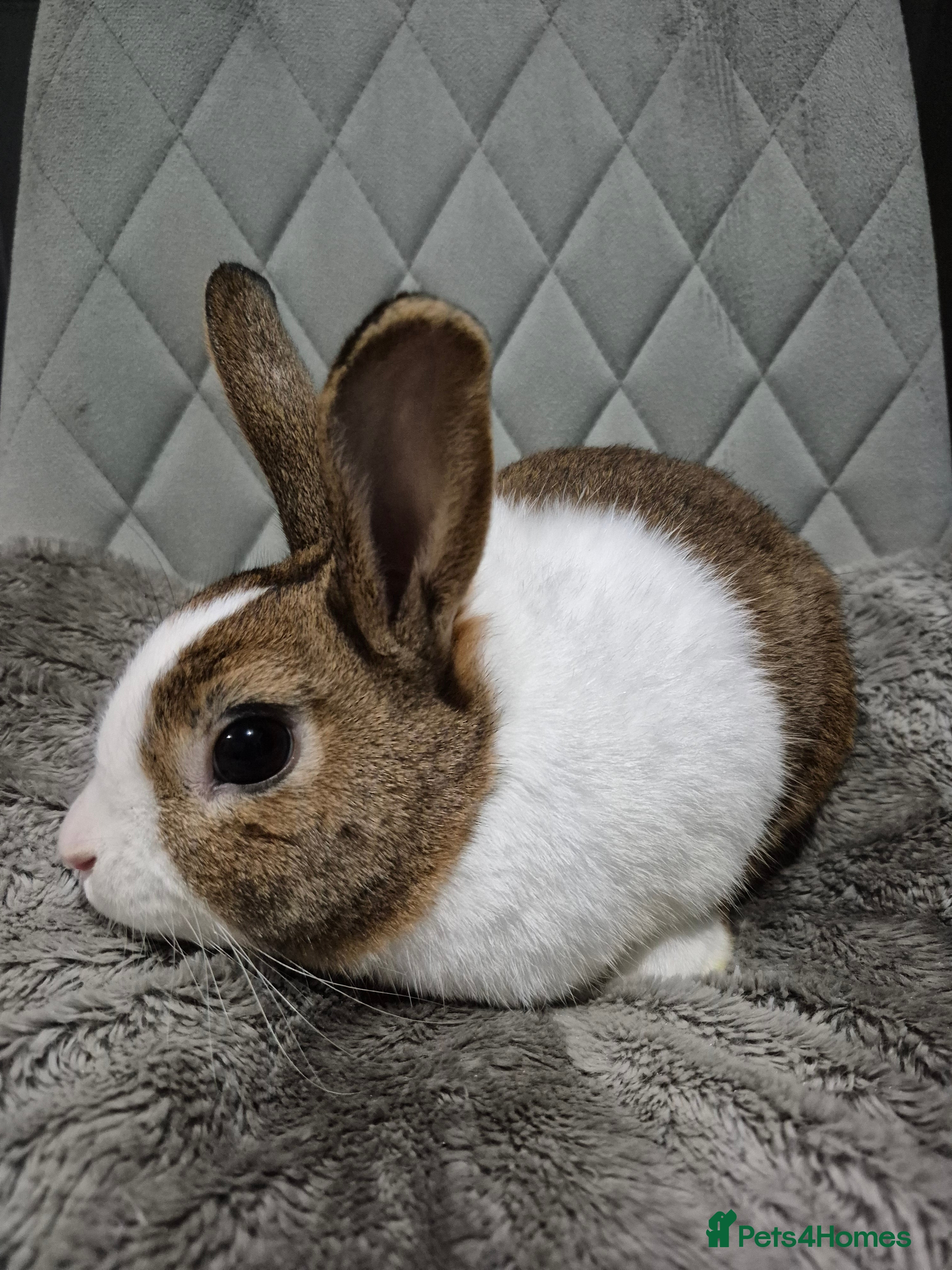 Mixed Breed rabbits Beautiful baby bunnies - Advert 3