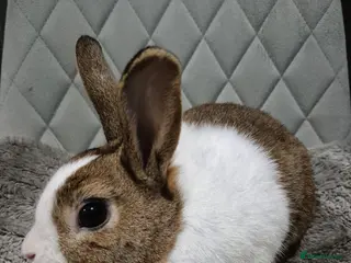 Mixed Breed rabbits Beautiful baby bunnies - Advert 3