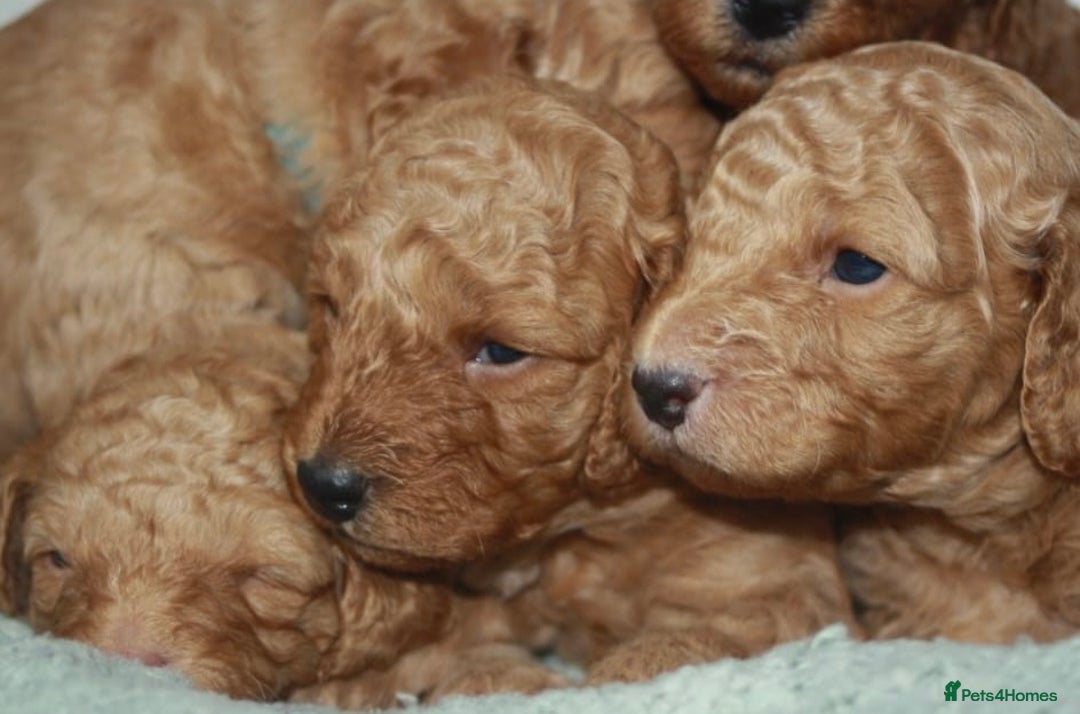 Cavapoo dogs for sale: 6 Cavapoos for sale - Advert 3