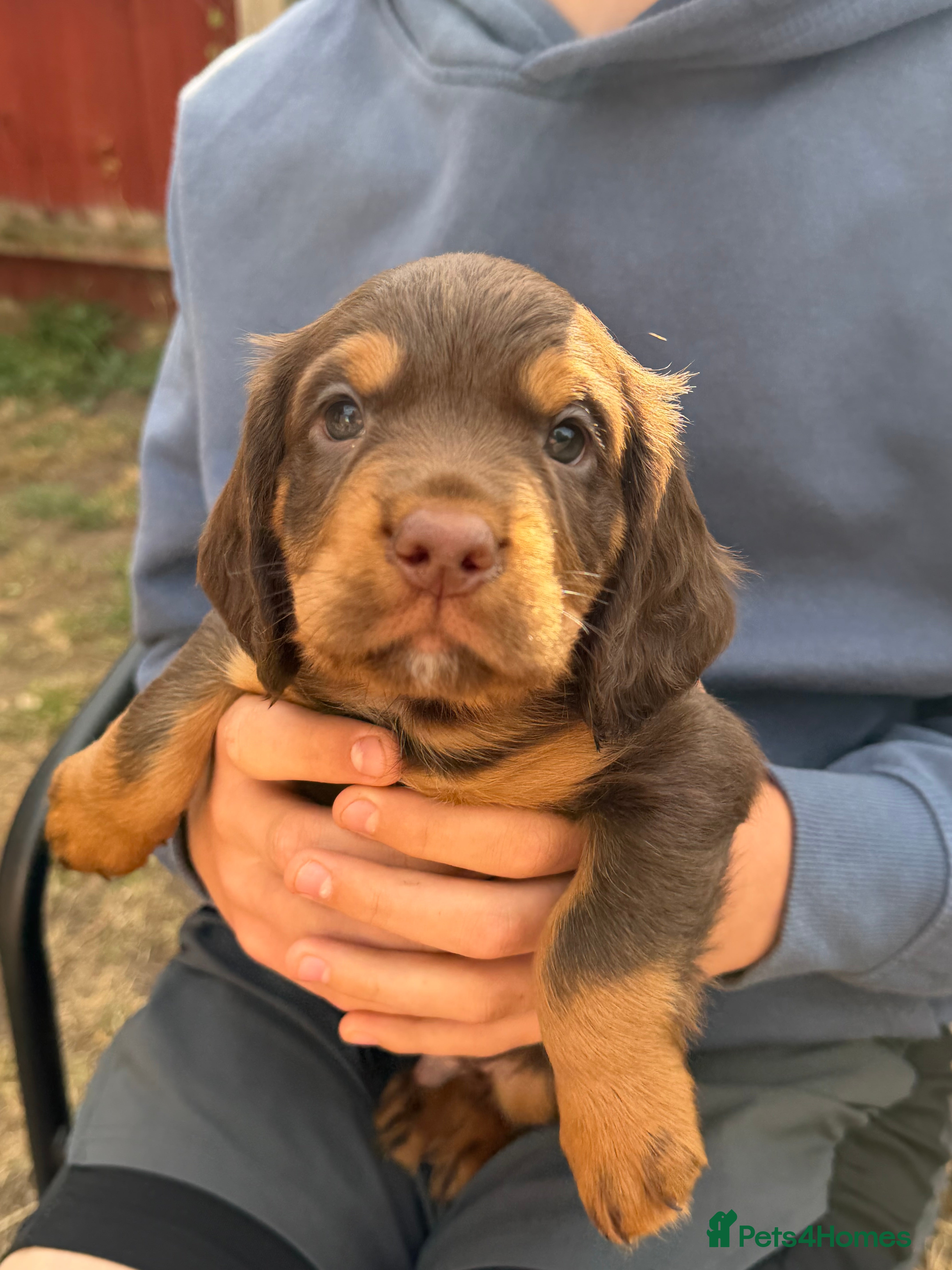 Cocker Spaniel dogs Stunning pedigree working cocker spaniel puppies  - Advert 2