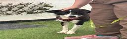 Mixed Breed dogs for adoption: Jazz for adoption in Leigh-on-Sea - Advert 3