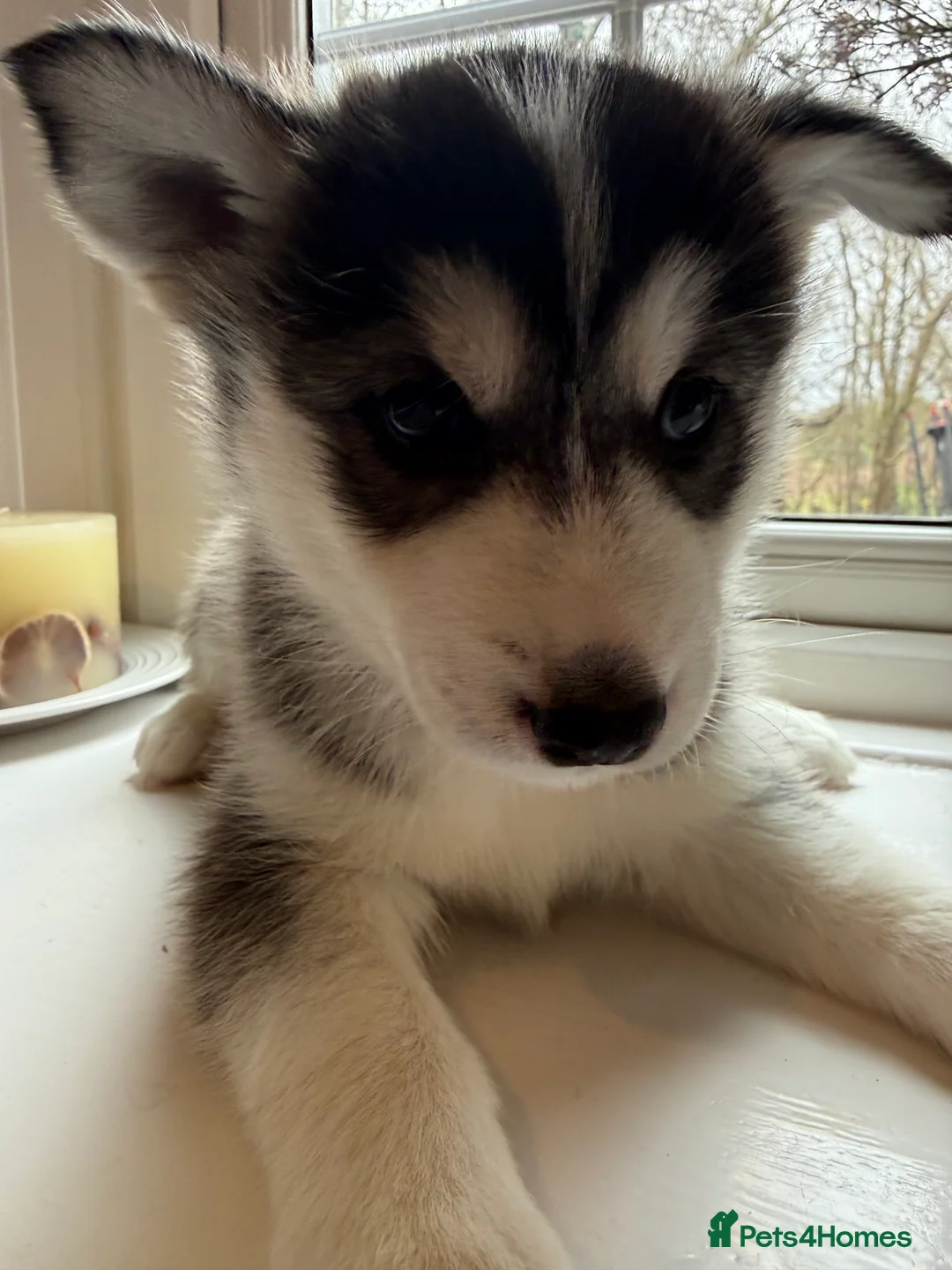 Siberian Husky dogs for sale: Gorgeous, Healthy & Fully Insured Siberian puppies in Stanmore - Advert 18