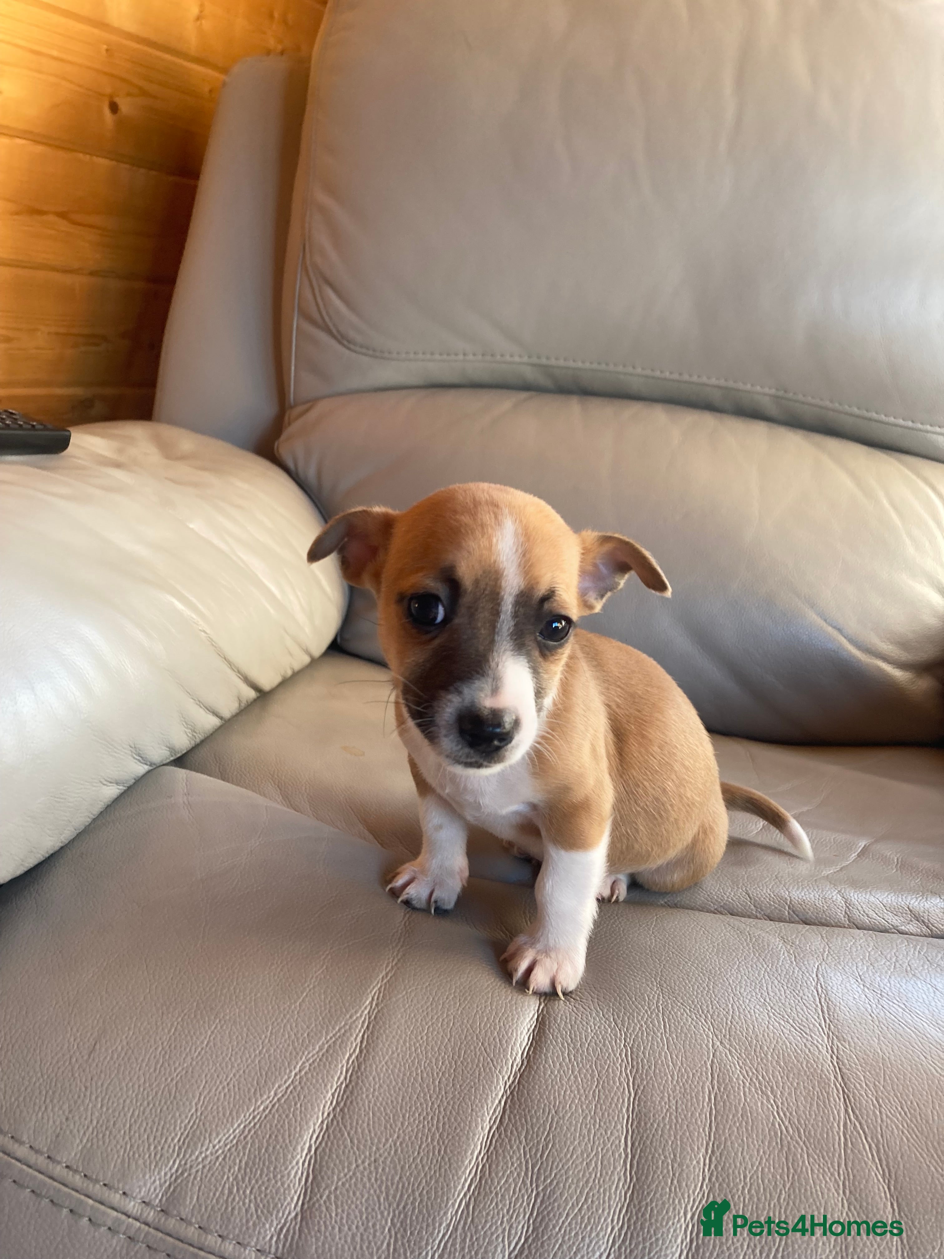 Jack Russell dogs Jack russel puppy last boy left!  - Advert 5