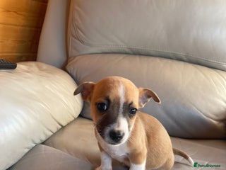 Jack Russell dogs Jack russel puppy last boy left! - Advert 5