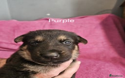 German Shepherd dogs for sale: Stunning German shepherd puppies  - Image 9