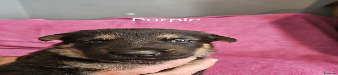 German Shepherd Puppy 9 (purple)
