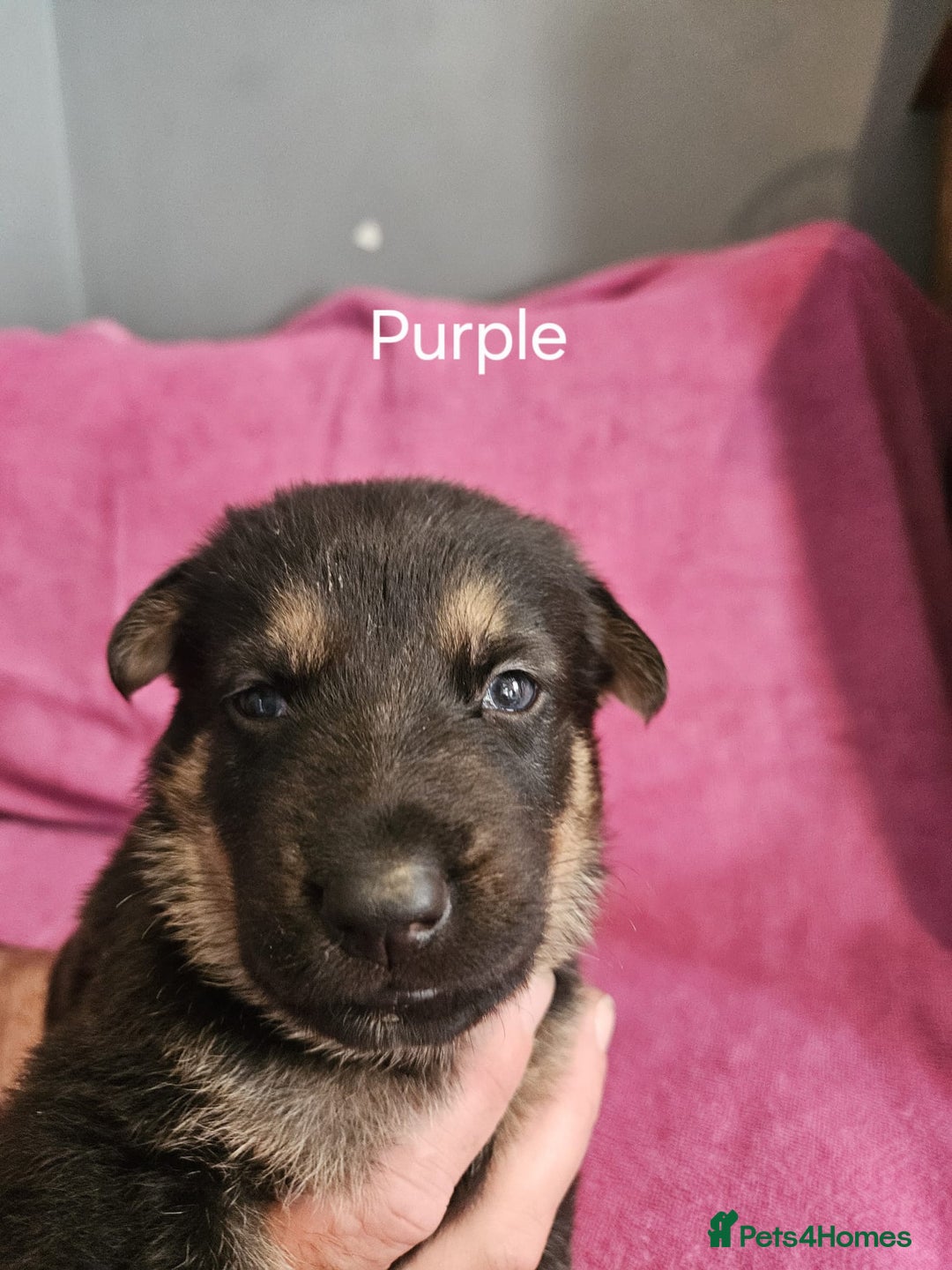 German Shepherd dogs for sale: Stunning German shepherd puppies  - Image 9