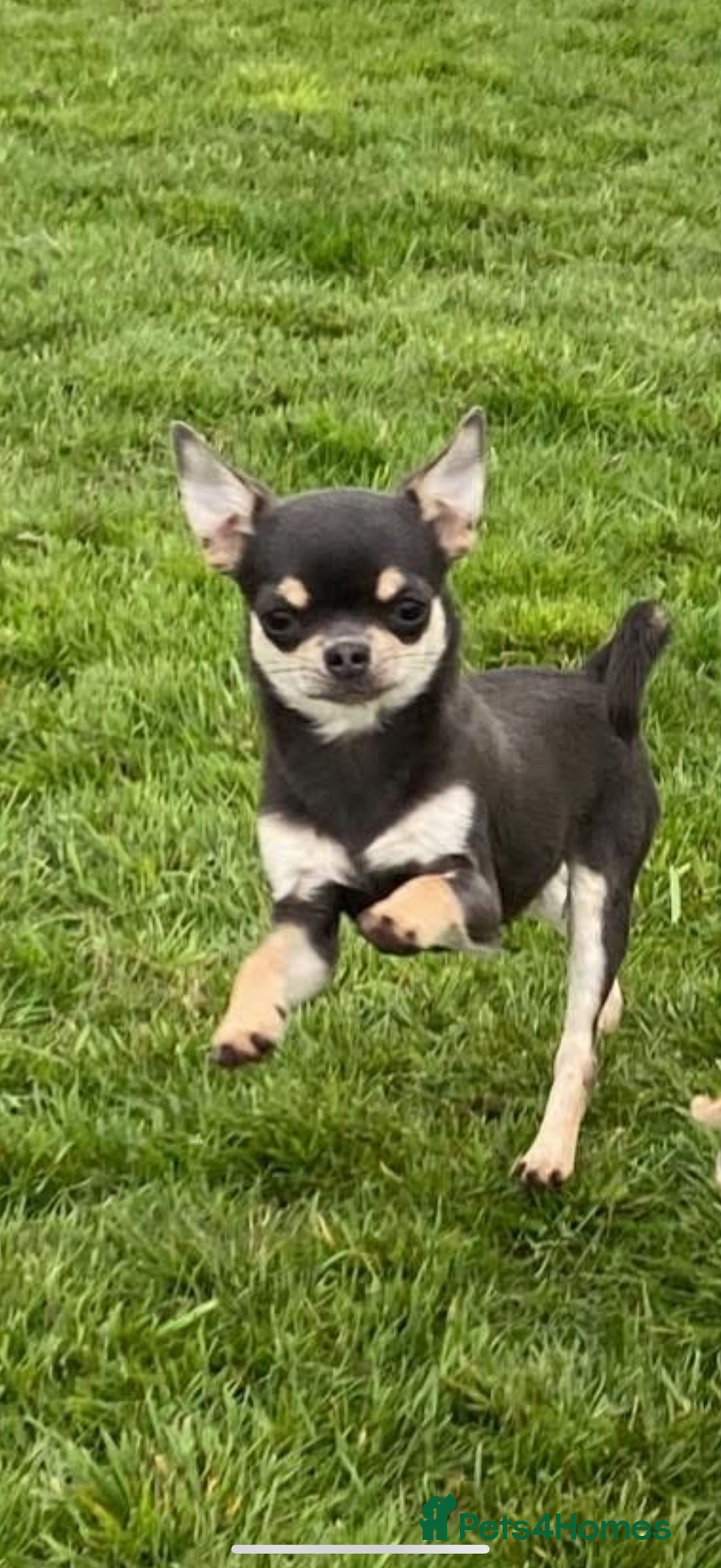 Chihuahua dogs for sale: Stunning smooth coat chihuahuas  - Advert 3