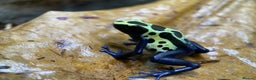 Frog reptiles for sale: Poison arrow frogs - fantastic frogs uk  - Advert 4