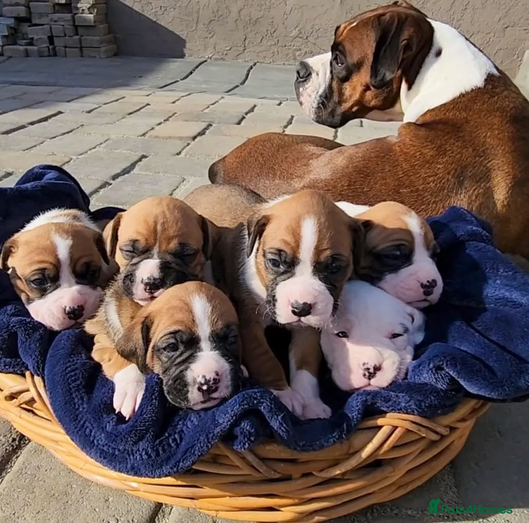 Boxer dogs for sale: Purebred Boxers Puppies - C3 Vacc Girls And Boys - Image 3