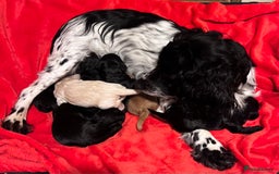 Cocker Spaniel dogs for sale: Extremely well bred KC Cocker Spaniel puppies  - Image 8