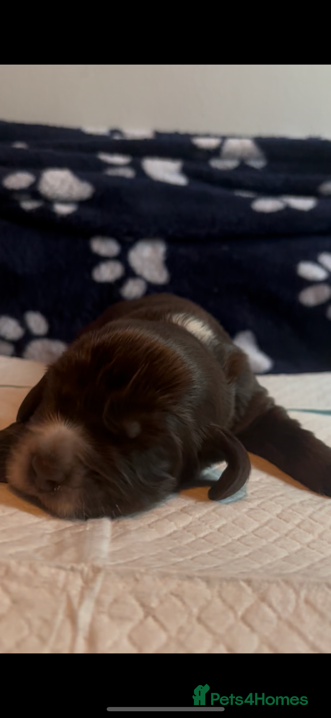 Cocker Spaniel dogs for sale: 🐶 COCKER SPANIEL PUPPIES 🐶  - Advert 28