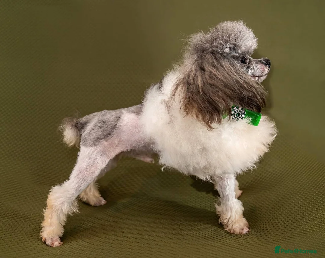 Toy Poodle dogs for stud: 7.5inch Toy HEALTH TESTED ASIAN IMPORT in Guildford - Advert 25