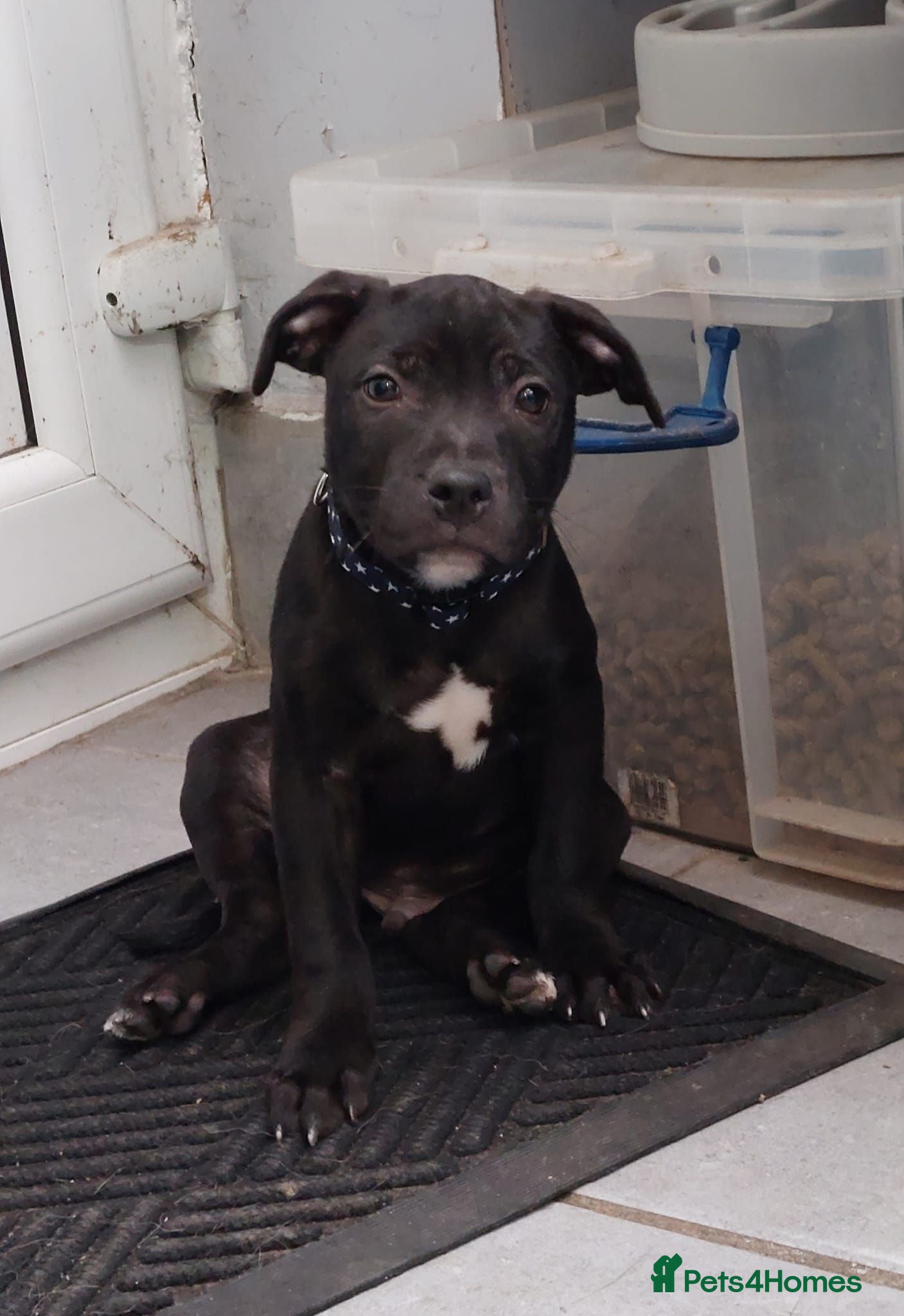 Staffordshire Bull Terrier dogs **KC Reg Pick of Litter male available* - Advert 2