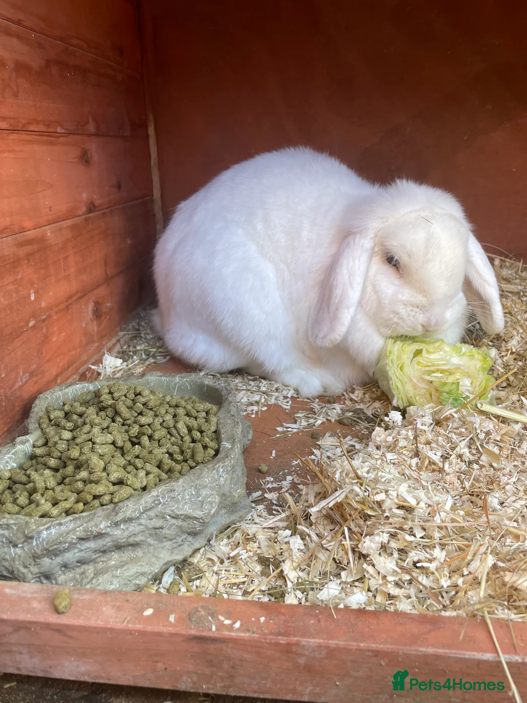 Mixed Breed rabbits for sale: Large White Rabbit  in Melton Mowbray - Advert 1