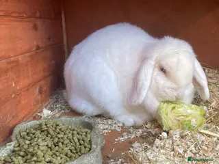 Mixed Breed rabbits Large White Rabbit - Advert 1
