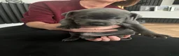 Staffordshire Bull Terrier dogs for sale: Blue Staffordshire bull terriers  - Advert 3