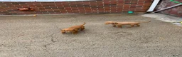 Hungarian Vizsla dogs for sale: Wire haired Hungarian Vizsla pups - Advert 7