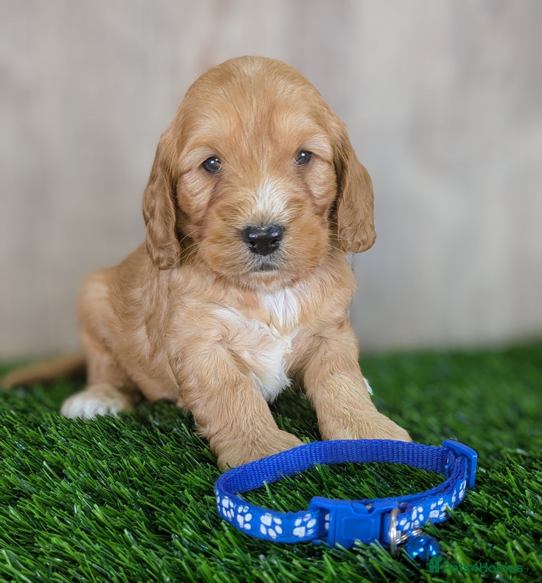 Cockapoo dogs for sale: F1 Cockapoo Puppies: Your Next Furry Friend - Advert 13