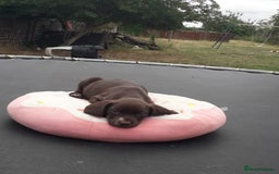 Field Spaniel dogs for sale: Spaniel puppies  - Image 6